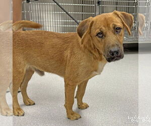 Golden Retriever-Unknown Mix Dogs for adoption in Washington, DC, USA