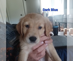 Golden Retriever Puppy for sale in MEAD, WA, USA