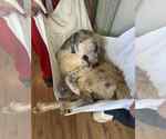 Small #4 Great Pyrenees Mix