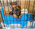 Small #11 German Shepherd Dog Mix