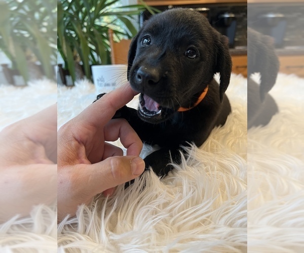Medium Photo #2 Labrador Retriever Puppy For Sale in ELKTON, KY, USA