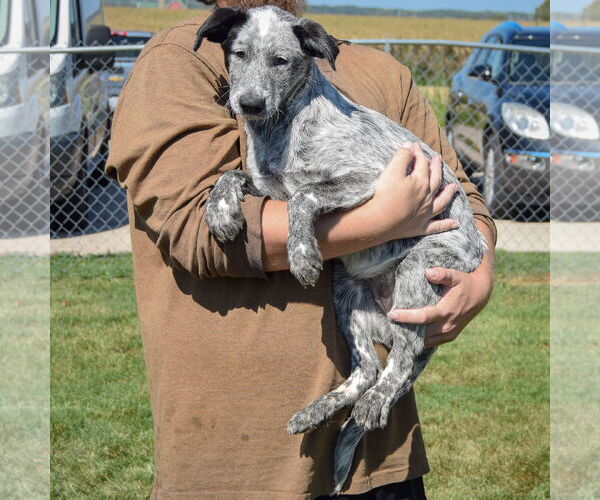 Medium Photo #2 Border Collie-Unknown Mix Puppy For Sale in Huntley, IL, USA