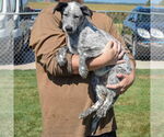 Small #1 Border Collie Mix