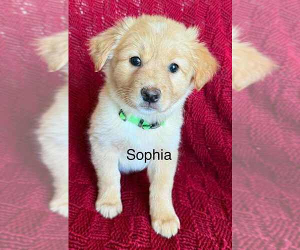 Medium Photo #1 Great Pyrenees-Pug Mix Puppy For Sale in Aurora, IN, USA
