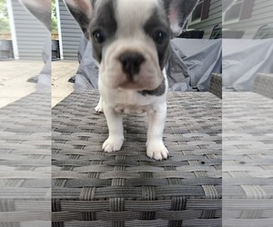 Medium French Bulldog