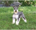 Small Photo #1 Schnauzer (Miniature) Puppy For Sale in SYRACUSE, IN, USA