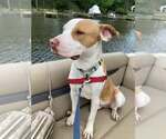 Small #3 American Pit Bull Terrier Mix