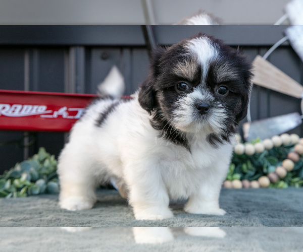 Medium Photo #25 Shih Tzu Puppy For Sale in CLARE, MI, USA