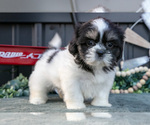 Small #2 Shih Tzu