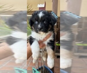 Miniature Australian Shepherd Puppy for Sale in RAMONA, California USA
