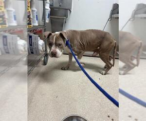 Mutt Dog for Adoption in Bakersfield, California USA