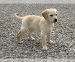 Puppy Biscuit Golden Labrador