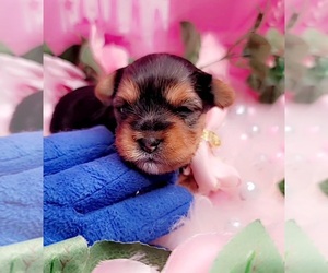 Yorkshire Terrier Puppy for sale in HARKER HEIGHTS, TX, USA