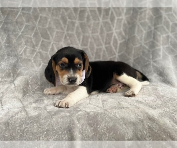 Medium Photo #9 Beagle Puppy For Sale in LAKELAND, FL, USA