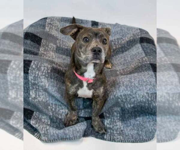 Medium Photo #5 Miniature English Bulldach Puppy For Sale in Kennesaw, GA, USA