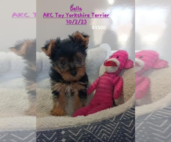 Medium Photo #1 Yorkshire Terrier Puppy For Sale in TOPEKA, IN, USA