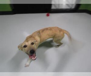 Siberian Husky-Unknown Mix Dogs for adoption in Temple, TX, USA