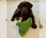 Small #4 Labrador Retriever