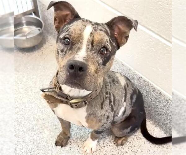 Medium Photo #2 American Pit Bull Terrier Puppy For Sale in Houston, TX, USA