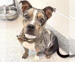 Small #1 American Pit Bull Terrier
