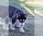 Small #8 Siberian Husky