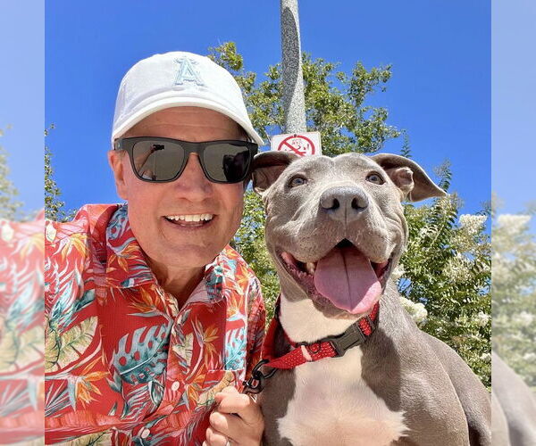 Medium Photo #6 American Staffordshire Terrier-Unknown Mix Puppy For Sale in San Juan Capistrano, CA, USA