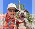 Small #5 American Staffordshire Terrier Mix