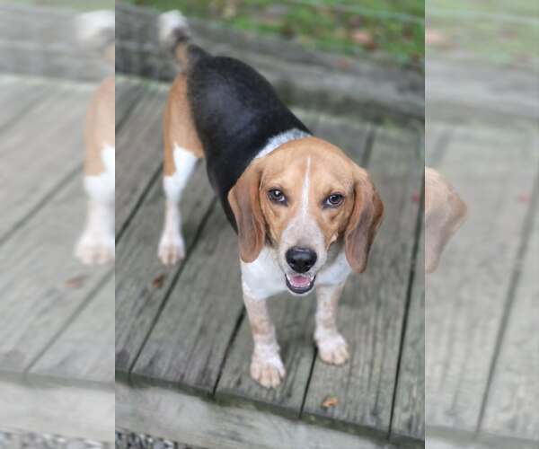 Medium Photo #2 Beagle Puppy For Sale in Woodsfield, OH, USA