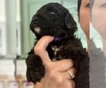 Puppy Puppy9 Pancake Bernedoodle