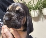 Puppy Puppy 8 Bloodhound