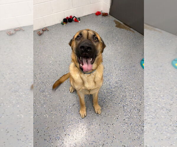 Medium Photo #7 Mutt Puppy For Sale in Pierceton , IN, USA