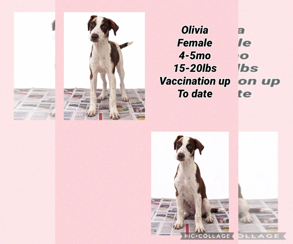 Medium Photo #1 Pointer-Unknown Mix Puppy For Sale in Virginia Beach, VA, USA