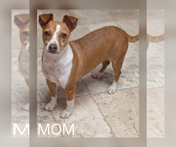 Medium Photo #2 Dachshund-Unknown Mix Puppy For Sale in Mesa, AZ, USA