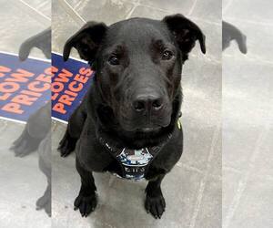 Labrador Retriever-Unknown Mix Dogs for adoption in Lee's Summit, MO, USA