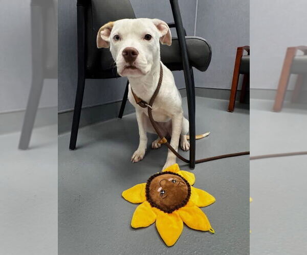 Medium Photo #2 Mutt Puppy For Sale in Hilton Head, SC, USA