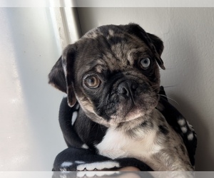 Pug Puppy for Sale in CHICAGO, Illinois USA