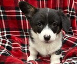 Small Cardigan Welsh Corgi