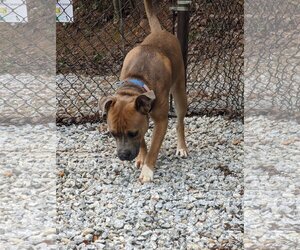 American Pit Bull Terrier-Unknown Mix Dogs for adoption in Franklin, North Carolina, NC, USA