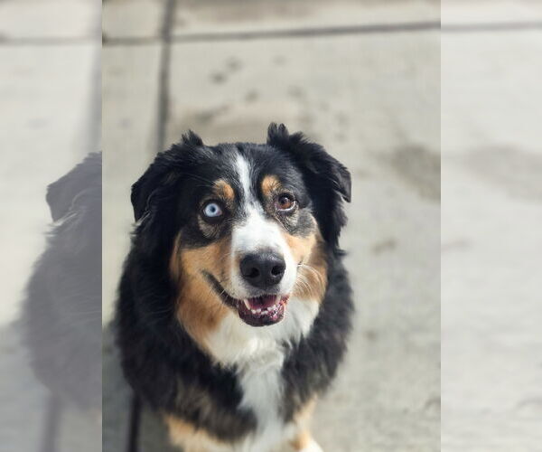 Medium Photo #5 Australian Shepherd-Unknown Mix Puppy For Sale in Sandy, UT, USA