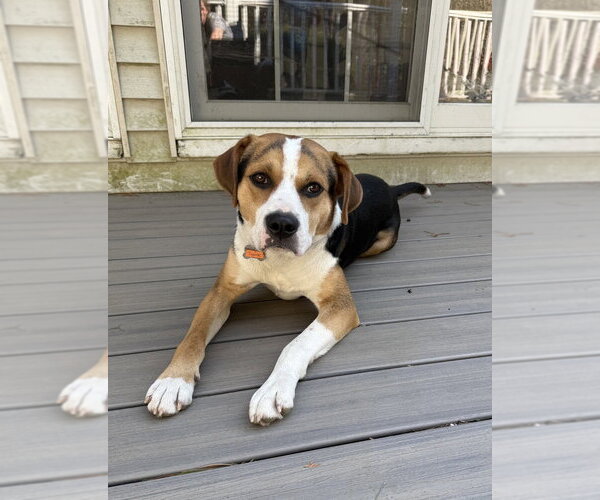 Medium Photo #14 Mutt Puppy For Sale in Boston, MA, USA