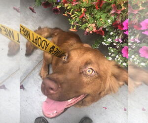 June Carter - Female Golden Shepherd Dog for Adoption - Photo #16