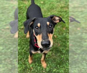 Miniature Pinscher-Unknown Mix Dogs for adoption in Wakefield, RI, USA