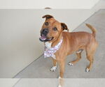 Small #1 American Staffordshire Terrier Mix
