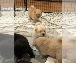 Chow Chow Puppy for sale in LOS ANGELES, CA, USA