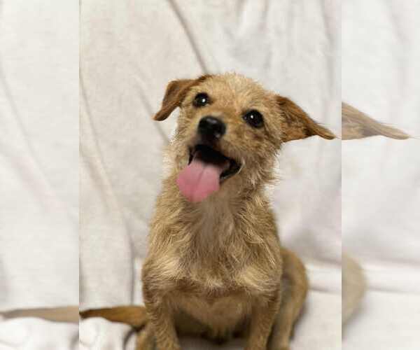 Medium Photo #2 Chihuahua-Unknown Mix Puppy For Sale in Ball Ground, GA, USA