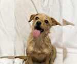 Small #1 Chihuahua Mix