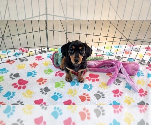 Medium Photo #9 Dachshund Puppy For Sale in ORO VALLEY, AZ, USA