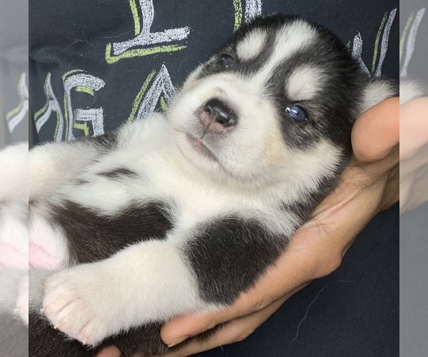 Medium Photo #5 Alusky Puppy For Sale in ORLANDO, FL, USA