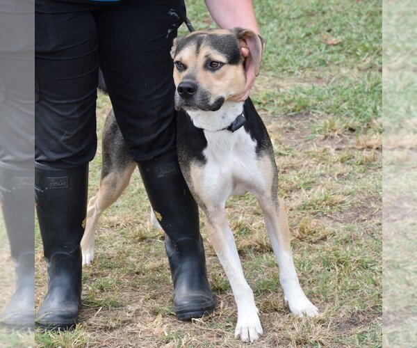 Medium Photo #4 Mutt Puppy For Sale in Anniston, AL, USA
