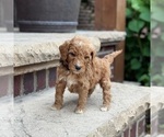 Small #3 Poodle (Standard)